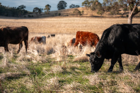 australian beef cattle grazing on pasture grass in a paddock. Beef Cows Moving Through Dry Grassland, Australian Farm Scene in summerの写真素材