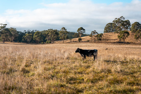 australian beef cattle grazing on pasture grass in a paddock. Beef Cows Moving Through Dry Grassland, Australian Farm Scene in summerの写真素材