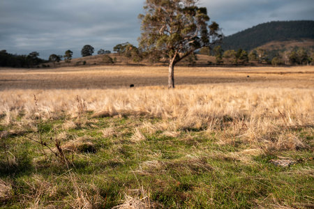 australian beef cattle grazing on pasture grass in a paddock. Beef Cows Moving Through Dry Grassland, Australian Farm Scene in summerの写真素材