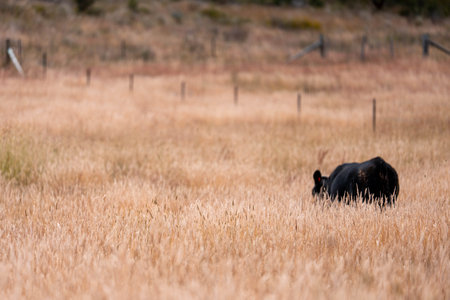 sustainable regenerative agriculture farm in australia,  Herd of Cattle in Golden Australian Pasture, Black Angus Cows Grazing in Australian summerの写真素材