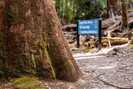 Hiking trail in Redwood National Park, California, USA.の写真素材