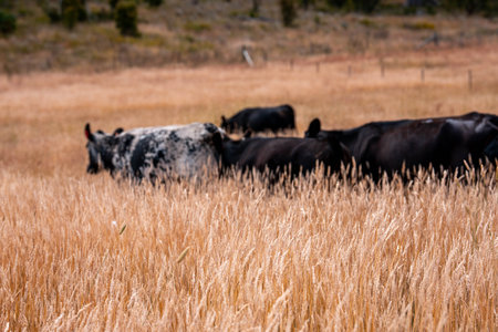 sustainable regenerative agriculture farm in australia,  Herd of Cattle in Golden Australian...