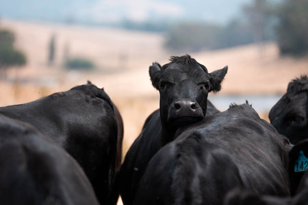 black wagyu beef cow on a farm. beautiful cattle in Australia  eating grass, graze on pasture. Herd of cows free range beef being regenerative raised on an agricultural farm. Sustainable farmingの写真素材