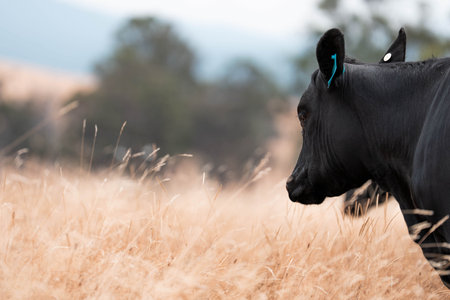 black wagyu beef cow on a farm. beautiful cattle in Australia  eating grass, graze on pasture. Herd...