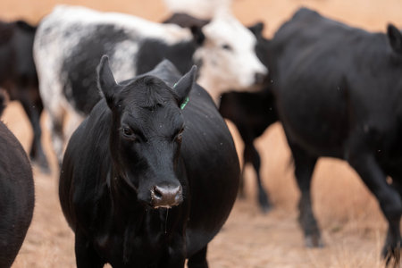 black wagyu beef cow on a farm. beautiful cattle in Australia  eating grass, graze on pasture. Herd...