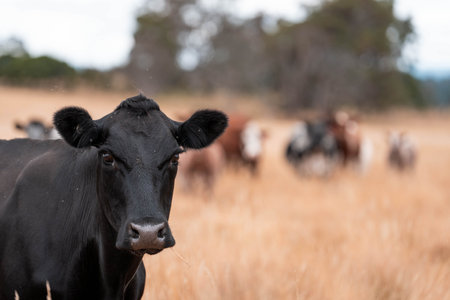 black wagyu beef cow on a farm. beautiful cattle in Australia  eating grass, graze on pasture. Herd of cows free range beef being regenerative raised on an agricultural farm. Sustainable farmingの写真素材