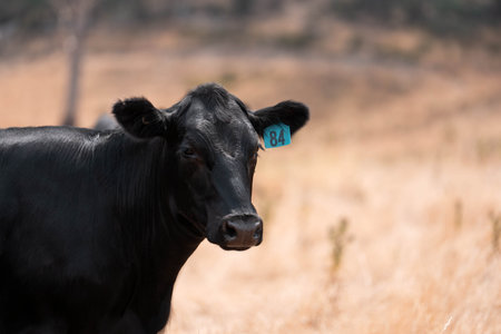 black wagyu beef cow on a farm. beautiful cattle in Australia  eating grass, graze on pasture. Herd of cows free range beef being regenerative raised on an agricultural farm. Sustainable farmingの写真素材