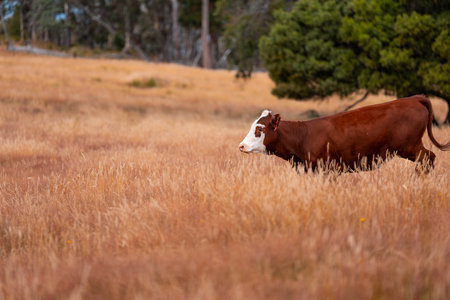 livestock in a meadow, sustainable carbon neutral farming being practiced. regenerative raised cows in a field. agricultural technology innovation in summerの写真素材