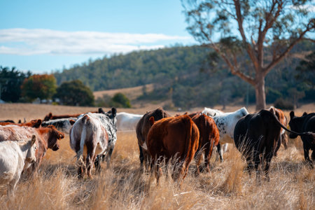 Carbon neutral cattle farming in a free range field on a farm in Australia  beautiful cattle in Australia eating grass, grazing on pasture. Herd of cows free range beef regenerative raisedの写真素材