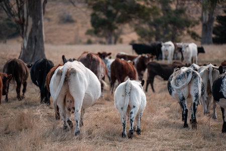 Carbon neutral cattle farming in a free range field on a farm in Australia  beautiful cattle in...