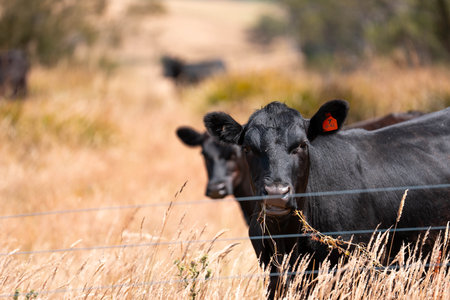 sustainable regenerative agriculture farm in australia,  Herd of Cattle in Golden Australian Pasture, Black Angus Cows Grazing in Australian summerの写真素材