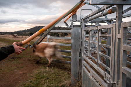 female australian farmer working in stock yards with a herd of cows, Hardworking Farmer Monitoring...