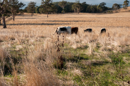 australian beef cattle grazing on pasture grass in a paddock. Beef Cows Moving Through Dry Grassland, Australian Farm Scene in summerの写真素材