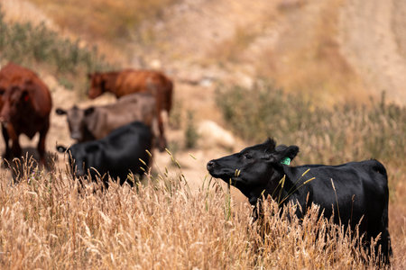sustainable regenerative agriculture farm in australia,  Herd of Cattle in Golden Australian Pasture, Black Angus Cows Grazing in Australian summerの写真素材