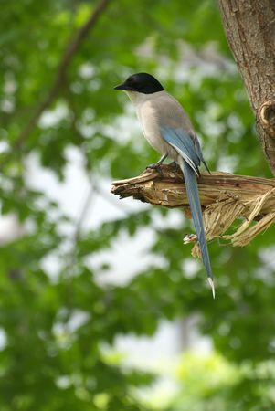 common magpieの写真素材