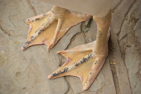 webtoeの写真素材