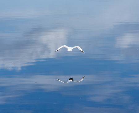 flying seagull over water surface