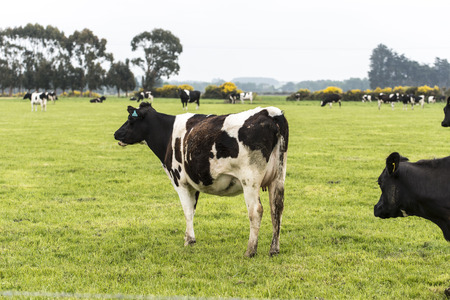 cow on grassland of New Zealandのeditorial素材