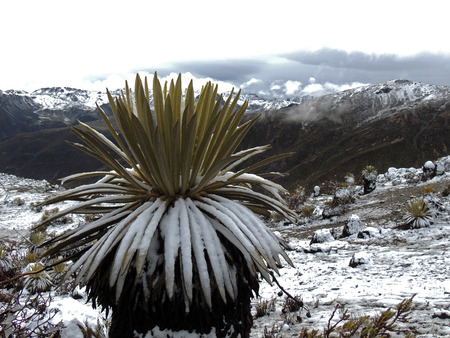 Frailejonの写真素材