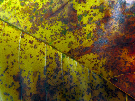 Dry leaves of tropical forestの写真素材