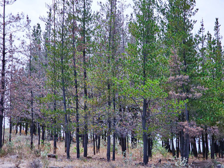 many trees growing in Andean mountains in spring