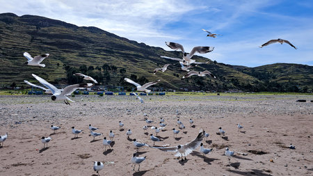 flock of seagull birds flying nearby, on the beach and with many hills in spring.