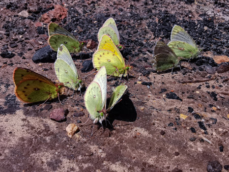 Cloud of butterflies perched on the ground under the sun's rays.の写真素材