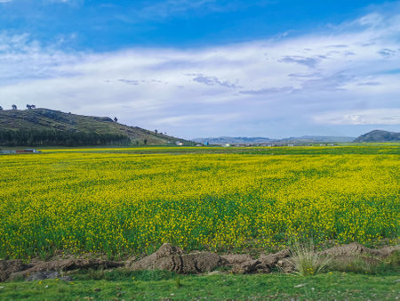 Floral landscape in the countryside with clear sky.の写真素材