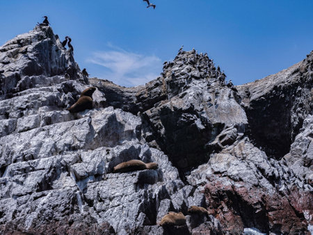 Seals and birds in their natural habitat.の写真素材