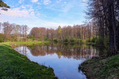 Lagoon with mirror reflection in the middle of the forestの写真素材