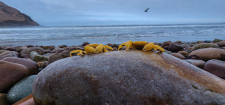 Sea crabs resting on rocks on Pacific Ocean beachesの写真素材