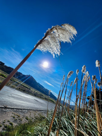 View of flowers in the process of seed production in autumnの写真素材