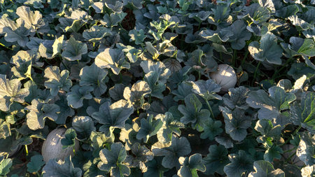 Melon harvesting process and quality control for exportの写真素材