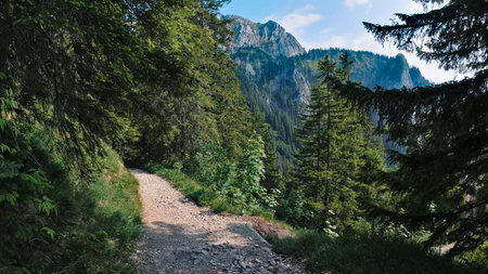 Walking path in a forest with many mountains and pine trees in springの写真素材