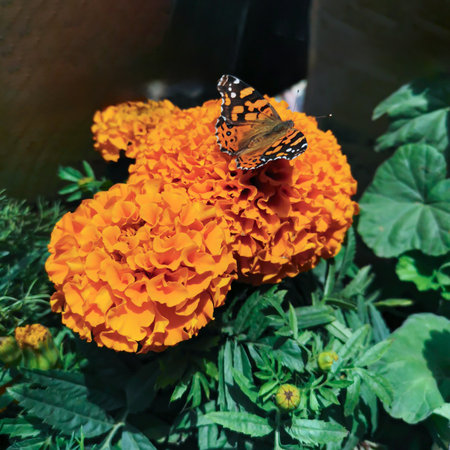 View of an orange flower with a butterfly undergoing pollinationの写真素材