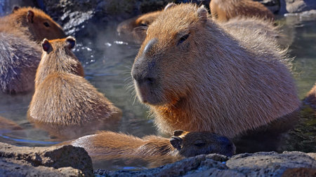 View of a herd of capybaras swimming in pools of water next to a forestの写真素材