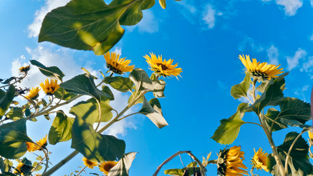 Radiant sunflower blossoms in spring seasonの写真素材