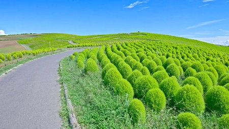 Kochia seedlings growing in a plot of ornamental and interior decoration plantsの写真素材