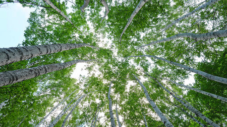 Top view of forests with green trees in springの写真素材