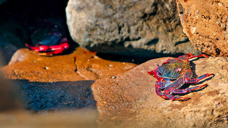 Red crabs sunbathing on rocks by the seaの写真素材