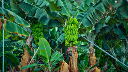 Photo of large banana plantations with fruit in the ripening process prior to harvestの写真素材
