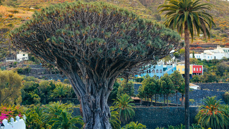 Ancient and long-lived trees in the process of conservation by local residentsの写真素材