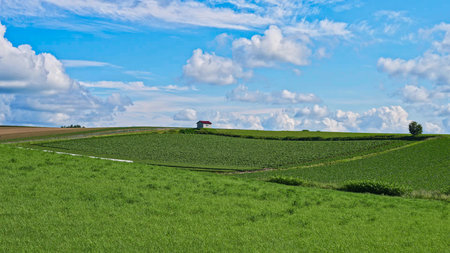 View of meadows with lots of green grass and potato crops