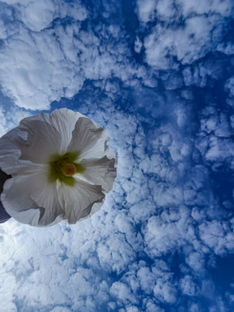 White hollyhock flower with a blue sky and clouds backgroundの写真素材