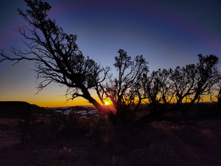 silhouette of a tree at sunset in autumnの写真素材