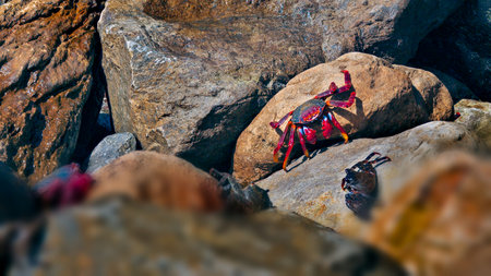 red crabs on the beachの写真素材