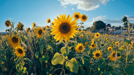 Sunflower cultivation in the process of flowering and pollination for the production of sunflower...