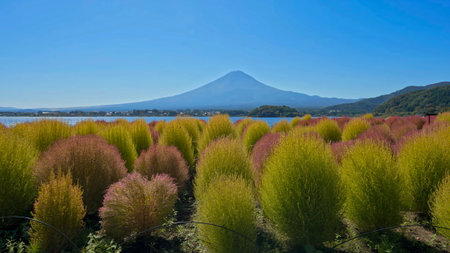 huge plantations for decorations and landscapingの写真素材