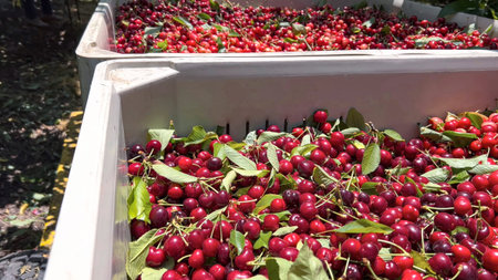 Cherry harvesting process and accumulation in containers in the field