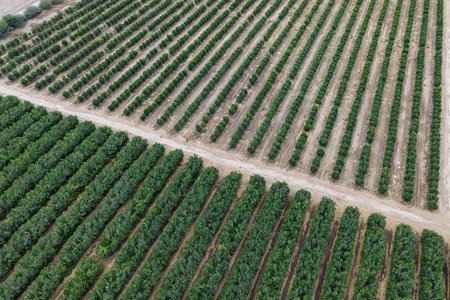 View of orange groves in the process of growing in large agricultural fields